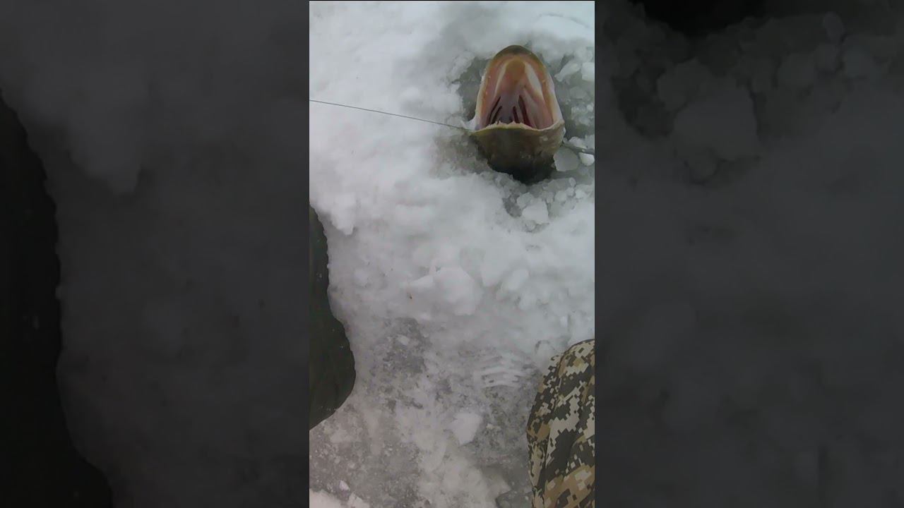 НИКАК НЕ ХОТЕЛА ЗАХОДИТЬ В ЛУНКУ #shorts смотреть онлайн