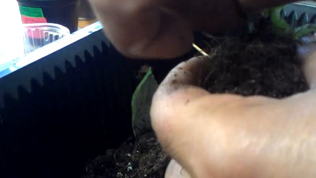 Глоксинии первогодки отцвели.Как с ними поступить? смотреть онлайн