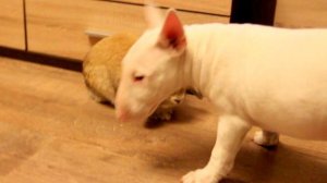 Щенки миниатюрного бультерьера