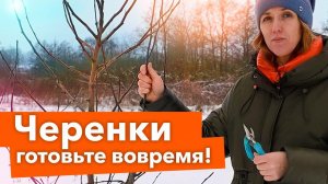 НЕ ЗАБУДЬТЕ СДЕЛАТЬ В ДЕКАБРЕ! Заготовка и хранение черенков яблонь и груш, снег в саду и огороде