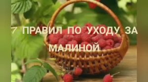 Малина .7 правил по уходу за малиной для хорошего урожая)