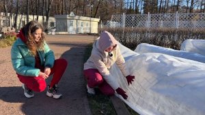 Укрываем розы на зиму в парке "Сокольники" г. Москва