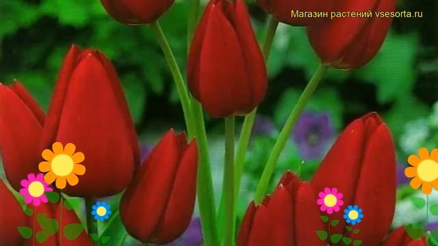 Тюльпан букетный Пепл Букет. Краткий обзор, описание характеристик Purple Bouquet смотреть онлайн