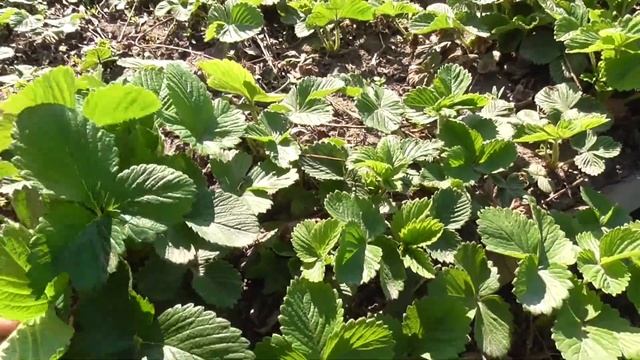 молодые саженцы клубники ЛОРД смотреть онлайн