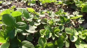 молодые саженцы клубники ЛОРД