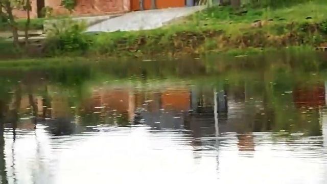 Водоплавающие птицы, похожие на курочек у нас на реке!