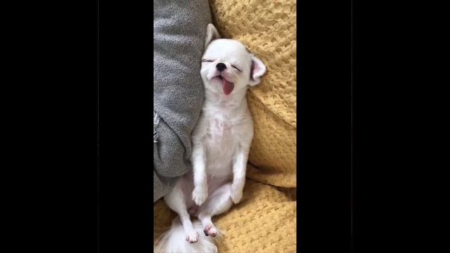 ха-ха-ха смотреть онлайн