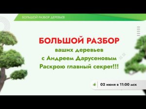 Большой разбор деревьев от Андрея Дарусенкова
