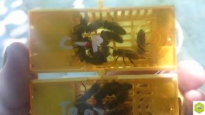 ВЛИЯНИЕ ЦВЕТА ПЧЕЛОМАТОК НА ПОРОДНОСТЬ И ЛИНЕЙНОЕ РАЗВЕДЕНИЕ ПЧЕЛ