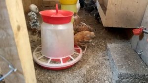 Почти автономный курятник своими руками