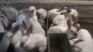 количество кроликов, которое можно разместить в откормочной секции