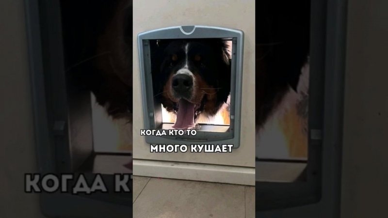 ЗАСТРЯЛ#собака #собакиприколы