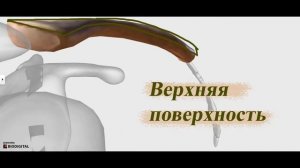 Ключица. Кости верхних конечностей. Кости плечевого пояса. Плечевой пояс