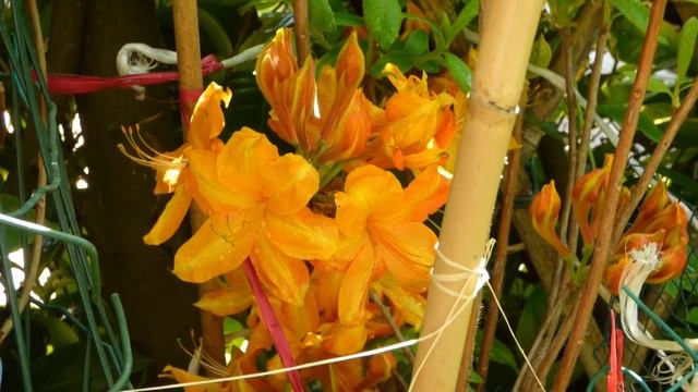 Azalea mollis Rododendro molle Golden Eagle nel Piccolo Giardino di Monfestino #giardinaggio смотреть онлайн