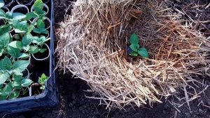 СУПЕР способ выращивания картофеля / Как вырастить ведро картофеля с куста все секреты