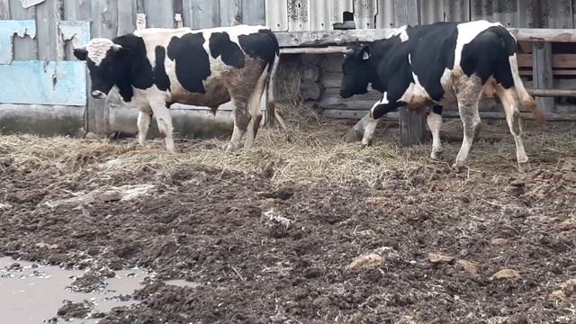 Быки на забои гатови смотреть онлайн