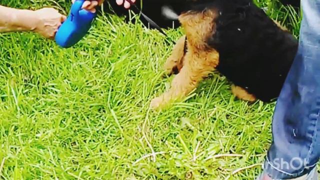 Как играют собаки! смотреть онлайн