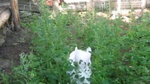 Кролики породы Белый Великан