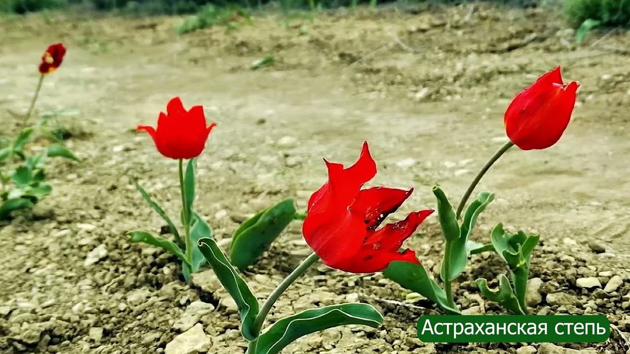 Богдо.Цветение тюльпанов.Ожившие фотографии