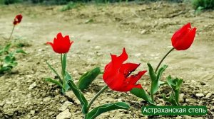 Богдо.Цветение тюльпанов.Ожившие фотографии