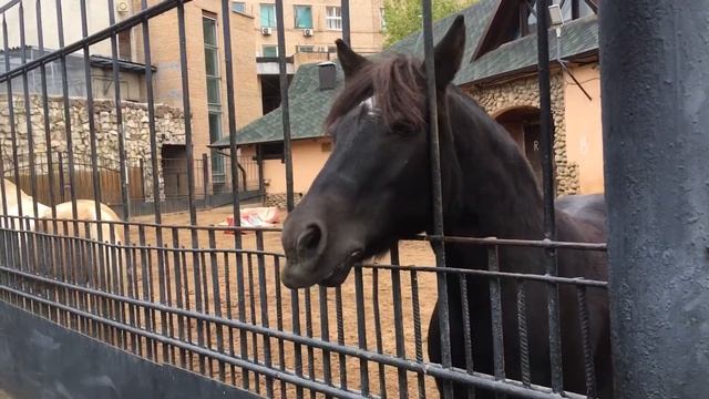 Лошадь ? грызёт забор смотреть онлайн