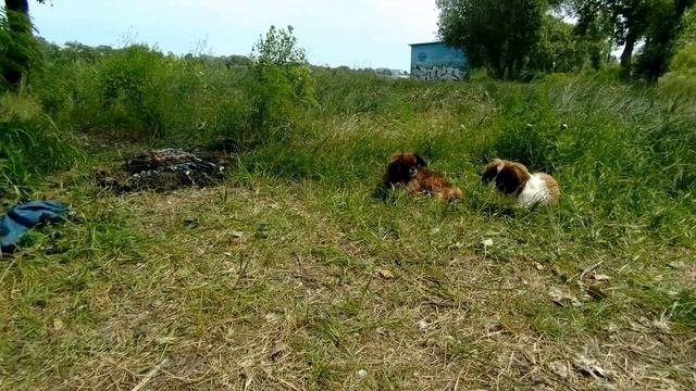 Запорожье, гребной канал 22.06.2021 смотреть онлайн