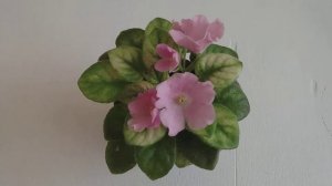 Фиалка Н-Принцесса на горошине