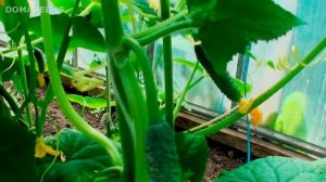 ЖЕЛТЕЮТ ЛИСТЬЯ ОГУРЦОВ - СУПЕР СРЕДСТВО ЙОД И МОЛОКО