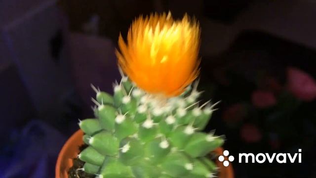 Орхидея Фантом . Мечты сбываются..... смотреть онлайн