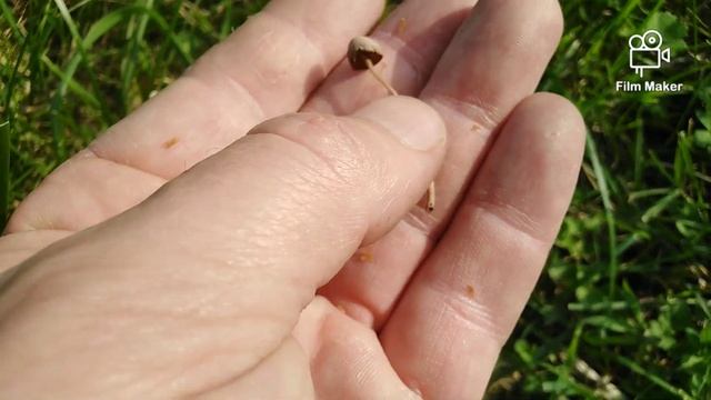 Gljive u travi opasne za decu, oprez! - Conocybe tenera смотреть онлайн