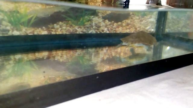 Мои красноухие черепахи, уборка. Моё содержание черепах. смотреть онлайн