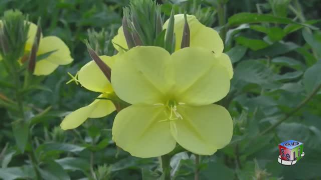 2D. Волшебный цветок заката. Энотера / Magic flower of the sunset. Enotera.