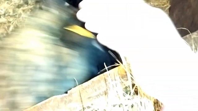 Прикорм ягнят// Седимин для слабаков// Нужна ли соль ягнятам// Что должно быть с первых дней жизни смотреть онлайн