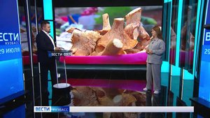 В Кузбассе начался сезон сбора грибов