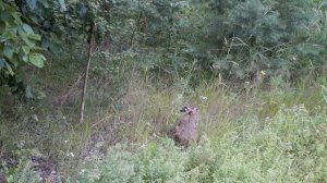 Настоящий, живой,  финский,  дикий  заяц. Встреча в лесу с зайцем.