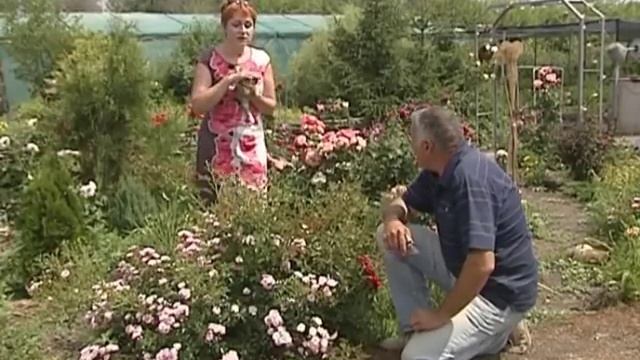 Сезон забот: Создаём розарий на дачном участке своими руками