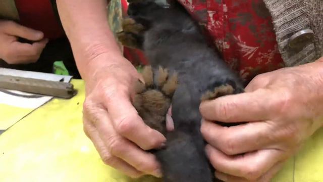 Проверить пол кролика, крольчонка смотреть онлайн