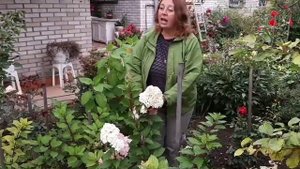 СРАВНЕНИЕ ДРЕВОВИДНОЙ и МЕТЕЛЬЧАТОЙ ГОРТЕНЗИИ от Галины