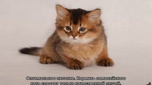 Сомалийская кошка: описание породы и характер