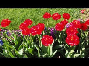 Дачное.Последствия нашествия мышей.