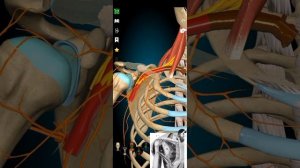Подмышечная артерия