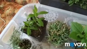 Отправляю посылку с растениями. Как и во что упаковала.