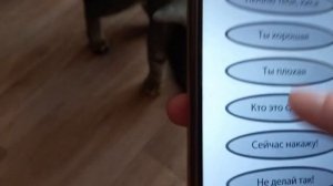 Такой Реакции Кота на КОШАЧИЙ ПЕРЕВОДЧИК Вы Еще Не Видели!