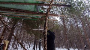 №016 Строю укрытие в тайге. Пилю не нужные дерева.