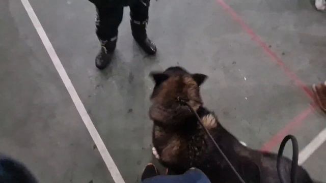 Пушок впервые на выставке #щенокамериканскойакиты# смотреть онлайн