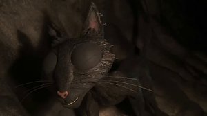 Почему Бельдам ненавидит кота? Коралина в Стране Кошмаров - Теория