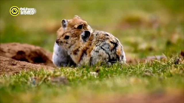 10 CUTEST Animals in the World That Will MELT Your Heart смотреть онлайн