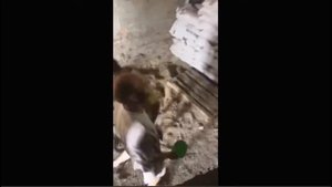 Ловля мышей на складе в Пензе