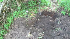 Встреча с лосем. Шурфим старое место в лесу.