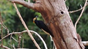 Yellow-tufted Woodpecker - Melanerpes cruentatus